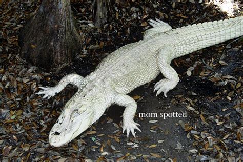 The St Augustine Alligator Farm Zoological Park In Florida Mom Spotted