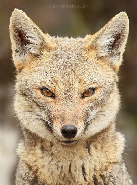 The South American Gray Fox Lycalopex Griseus Also Known As The