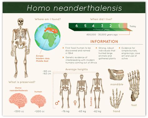 Human Evolution Infographics Caitlin Hansen