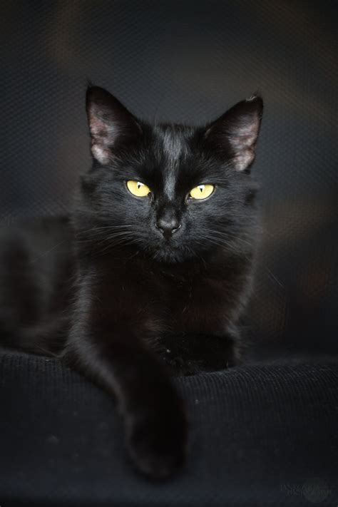 Beautiful Black Cat Cats Photo 41852445 Fanpop