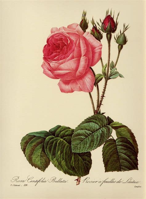 Redoute Vintage Pink Rose Flower Print Romantic Botanical Print Cottage