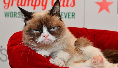 Grumpy Cat 3 Blog Joinnus