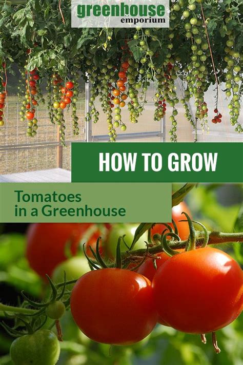 Tomatoes Growing In Greenhouse With Text Overlay How To Grow Tomatoes