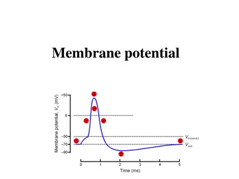 Ppt Membrane Potential Powerpoint Presentation Free Download Id