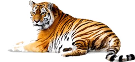 Download High Quality Tiger Clipart Real Transparent Png Images Art