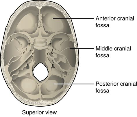 Floor Of Skull Labeled Diagram Top View