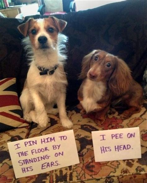 11 Pictures Of Guilty Dogs With Notes That Are Too Funny To Ignore