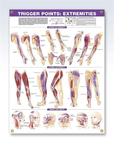 Trigger Point Anatomy Map Poster Sized Pack Of 2 Myofascial Releaser Riset