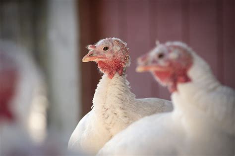 Turkeys Farm Animals Farm Sanctuary
