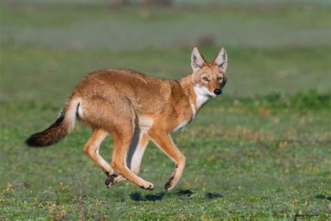 The common wolf is also known as the gray wolf. Ethiopian Wolves: Photographing the Rarest Canine in the ...