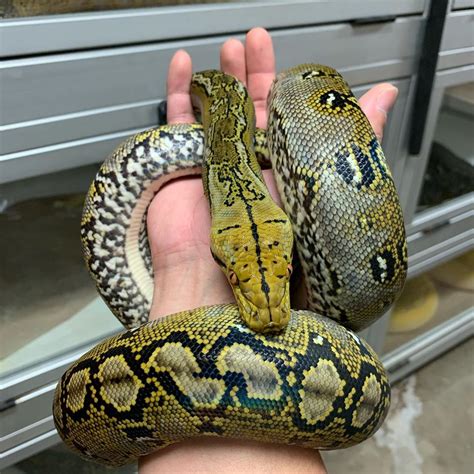 All Of Our Reticulated Pythons Aspire To Be Green Tree Pythons