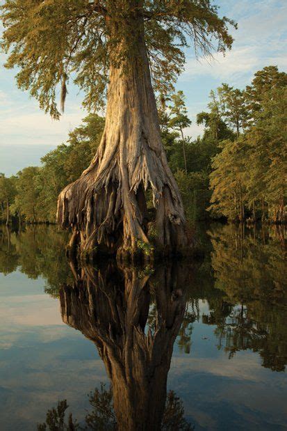 Bald Cypress ~ Lake Drummond ~ Great Dismal Swamp National Wildlife