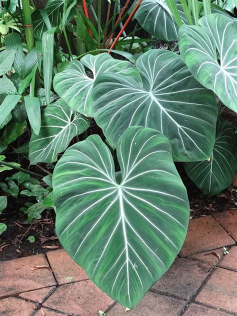 How To Grow Philodendron Gloriosum Philodendron Gloriosum Care