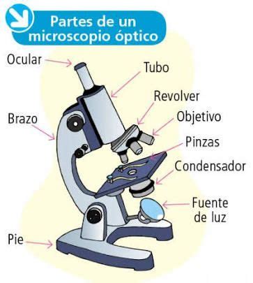 El microscopio y sus partes. Resultado de imagen para dibujo de microscopio y sus ...