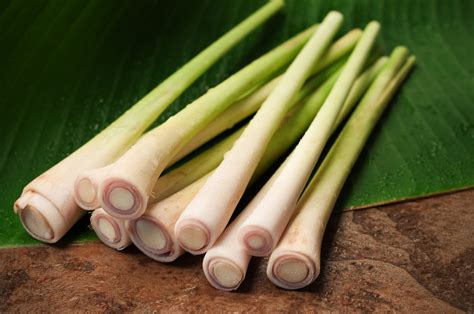 Repotting and multiplying lemongrass plants. When to use the lemongrass | Cookist.com