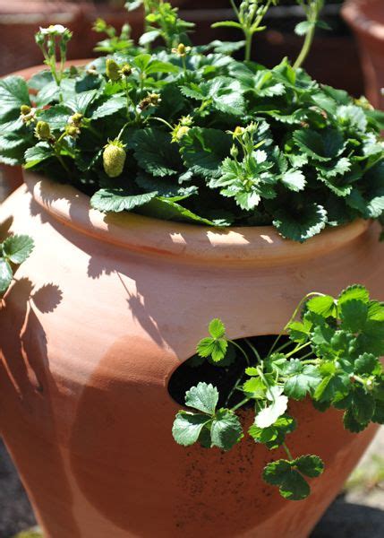 Terracotta Strawberry Pots Stackable Strawberry And Herb Planters