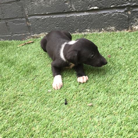 Lurcher Pups In Shildon County Durham Gumtree