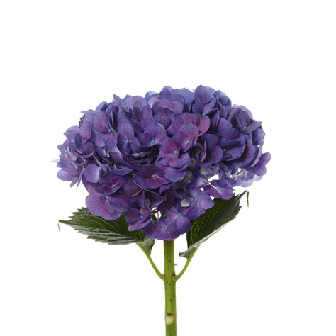 Over 21,988 hydrangea pictures to choose from, with no signup needed. Hydrangea, Purple | Charlotte Flower Market