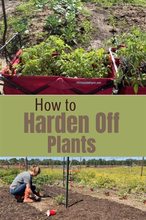 Simple Way To Harden Off Plants For The Garden The Ranchers Homestead