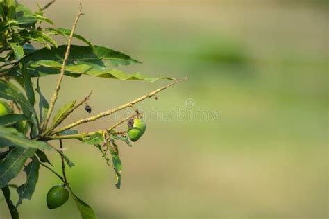 Mango Tree With Leaves India Stock Photo Image Of Eating Leaves