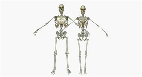 Jump to navigation jump to search. Male and Female Human Skeleton Anatomy 3D | CGTrader