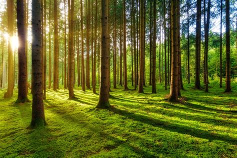 32 Beautiful Green Forest Wallpapers