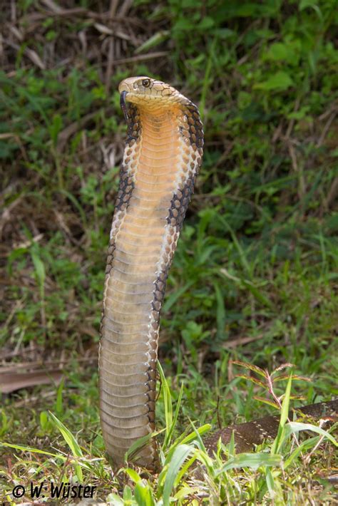 Ophiophagus Hannah King Cobra Aizawl District Mizoram Flickr