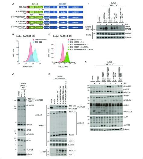 A Chimeric Bcl10 Card11 Fusion Protein Induces Constitutive Malt1