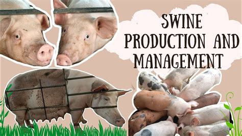 Swine Production And Management Ansci Basc Notocopyright