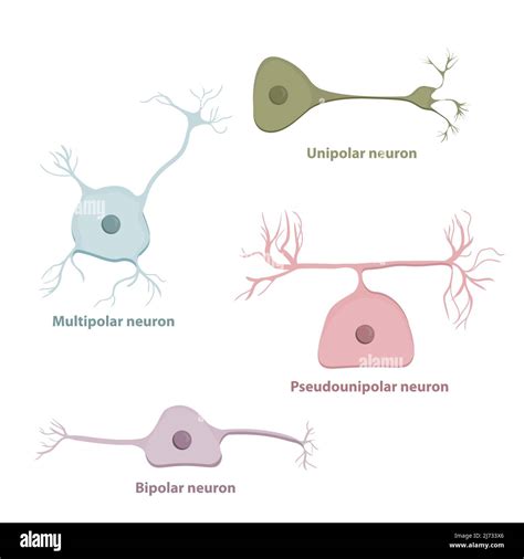 Basic Neurons Types Based On The Number And Placement Of Axons Stock