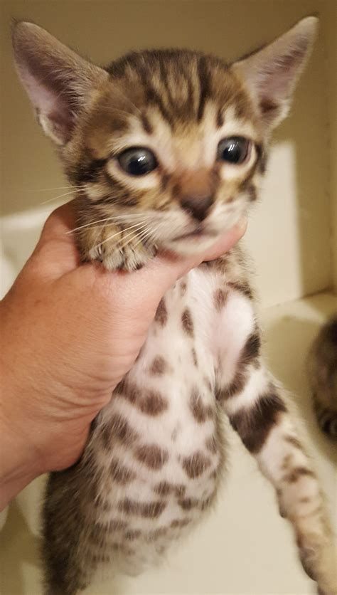 Bengal Cats For Sale Victoria Tx 239284 Petzlover