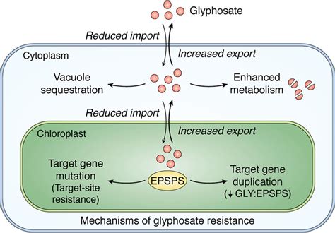 Mechanisms Of Evolved Herbicide Resistance Journal Of Biological