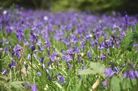 English Common Bluebell Hyacinthoides Non Scripta Stock Photo Image