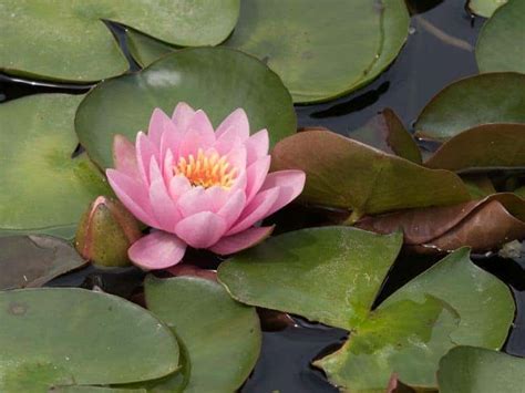 Fertilizer For Water Plants How To Care For Aquatic Plants