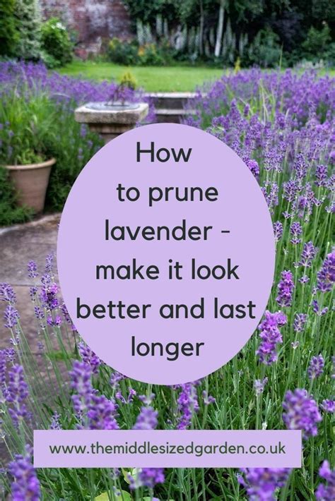 The Absolutely Best Way To Prune English Lavender Beautifully Growing