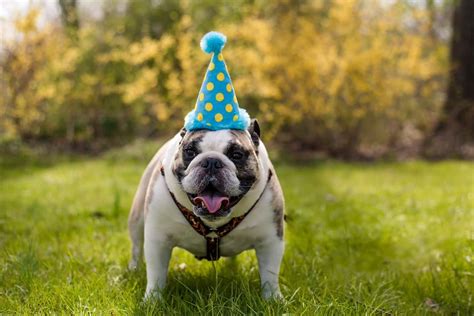 Facebook is showing information to help you better understand the purpose of a page. Canine Megaesophagus Info | Your One-Stop Source for ME ...