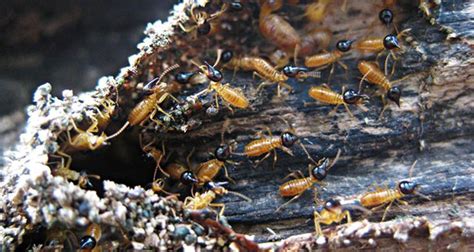 Edible Bugs Termite Control Termites Termite Inspection