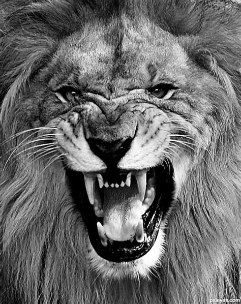 Now Hes Mad Lion Photography Roaring Lion Tattoo Lion Images