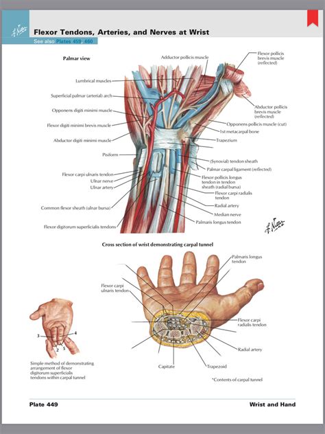 Carpal Tunnel Guyons Canal Diagram Quizlet