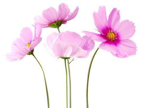 Select an image and choose a color to make transparent. Cosmea Flower PNG Image - PurePNG | Free transparent CC0 ...