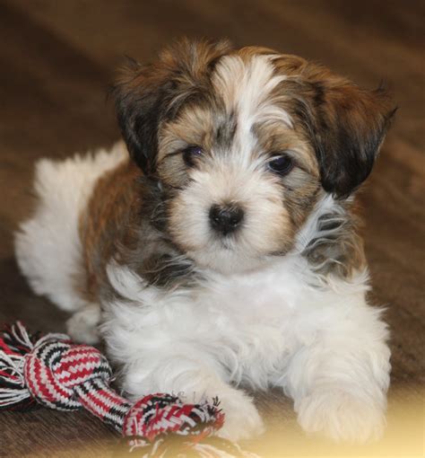 Havanese and Yorkshire Terrier Puppies