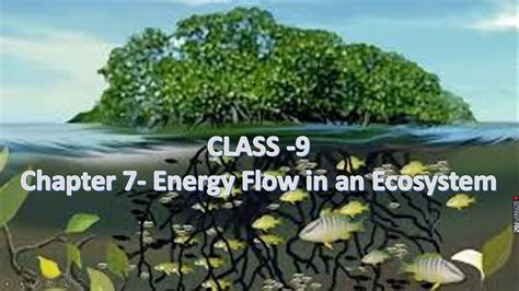 Class 9 Chapter 7 Energy Flow In An Ecosystem Part 1 Youtube