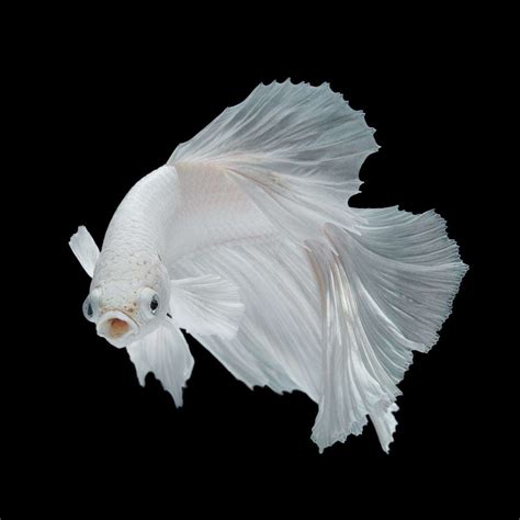 White Opal Betta An Impressive Addition To Your Tank
