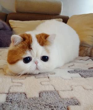 exotic shorthair history personality appearance health  pictures