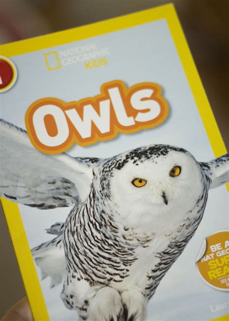 Learning About Owls Day 1 Easy Preschool At Home