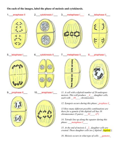 On Each Of The Images Label The Phase Of Meiosis