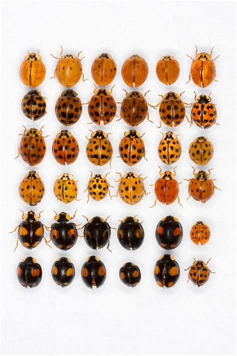What Are Orange Looking Ladybugs Called Quora