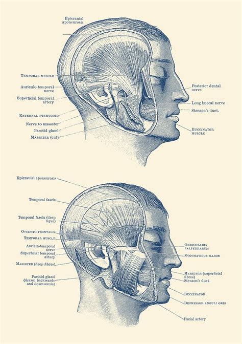 Face Muscular Diagram Dual Side View Vintage Print Drawing By