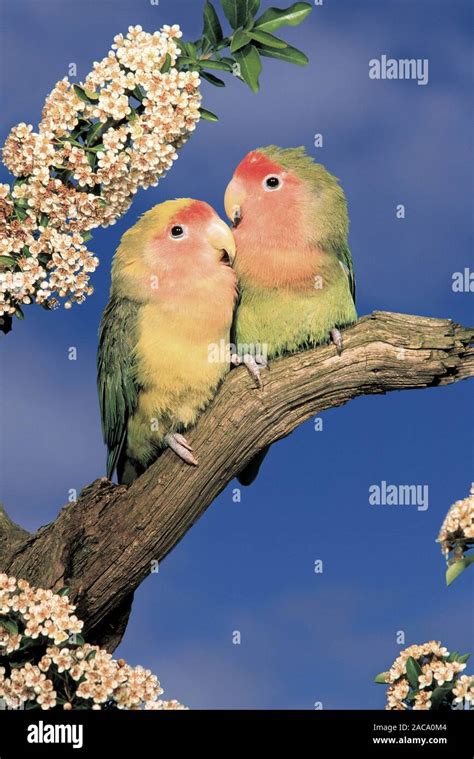 Peach Faced Lovebirds Hi Res Stock Photography And Images Alamy