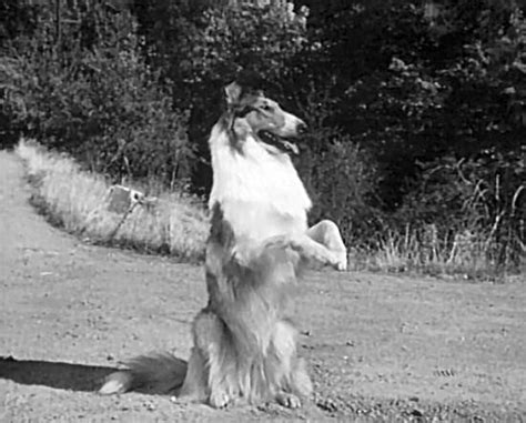 Lassie Web Lassies Odyssey A Photo Journey